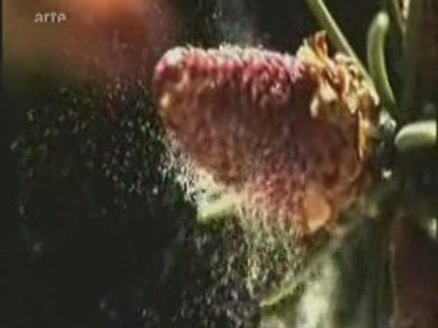 La forêt au printemps, un monde magique et fantastique