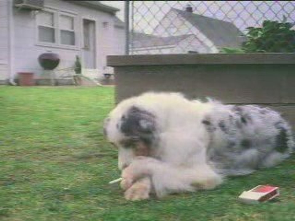 Chien qui fume