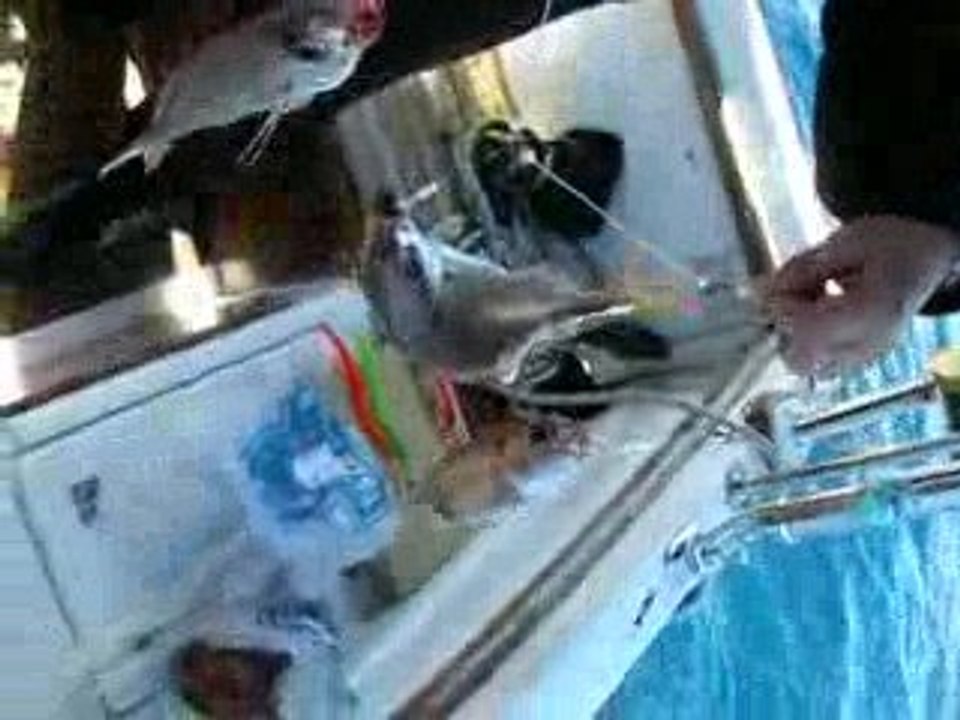 Mercan Avı Patlakgöz cinsi 420 Metrelerlerden