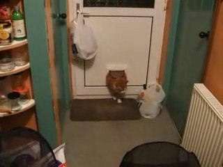 Gros chat ou petite trappe ?