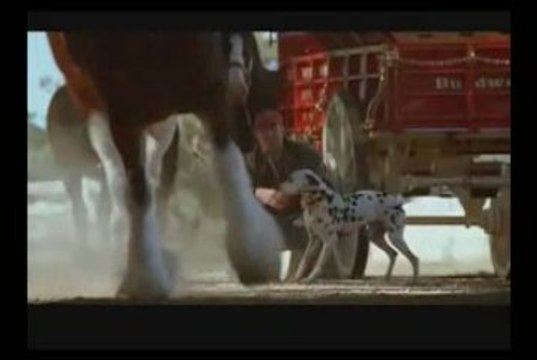 Pub budweiser : le cheval et le baton