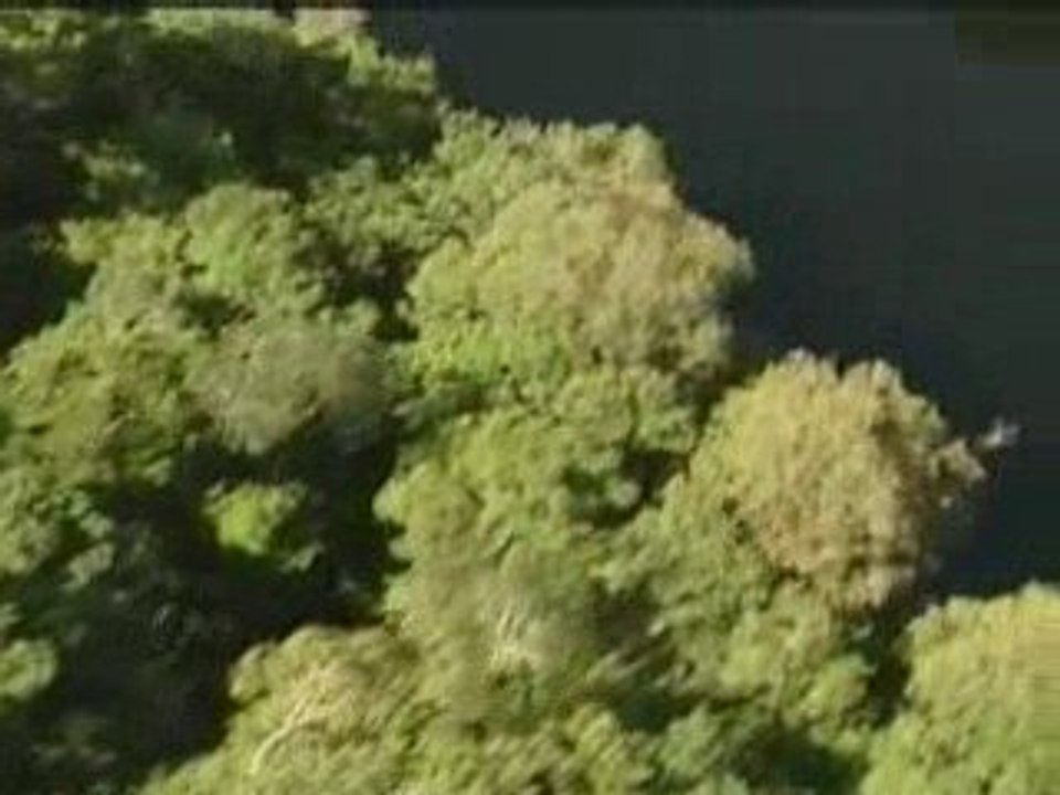 Rainforest danger