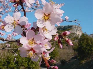Le temps des cerises