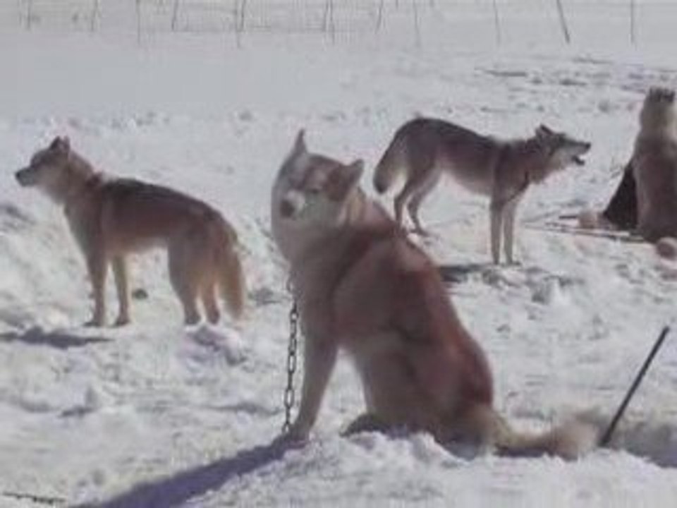 loup qui hurle