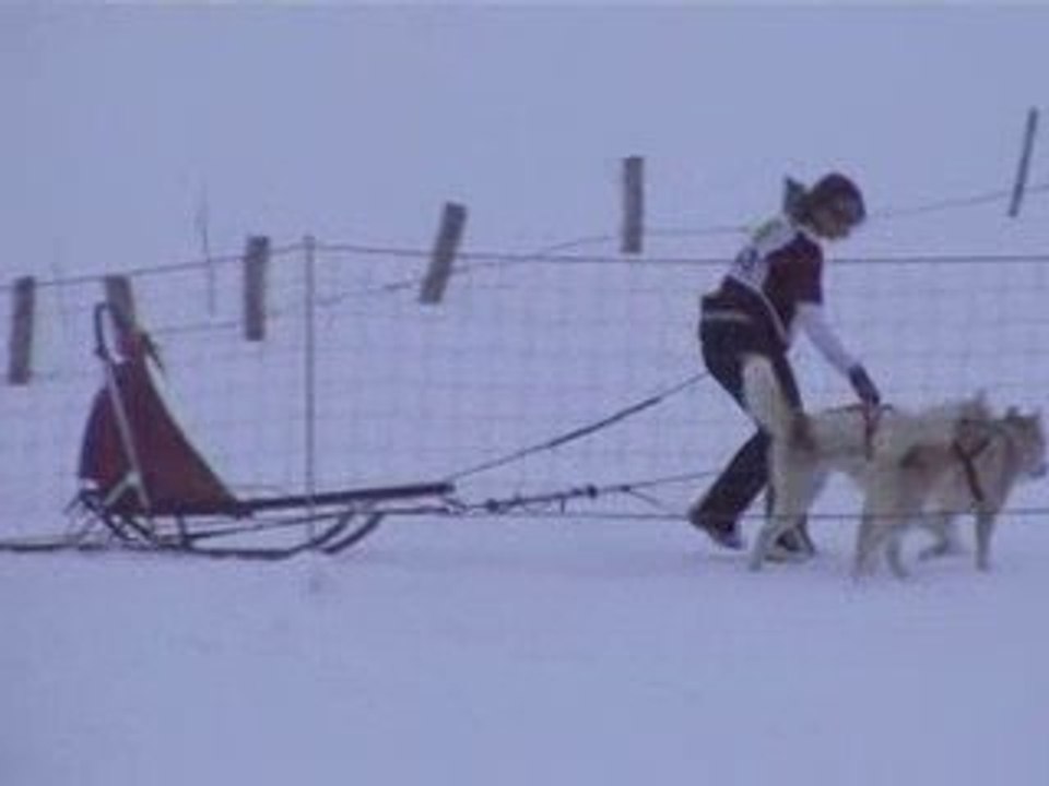 chien de traino