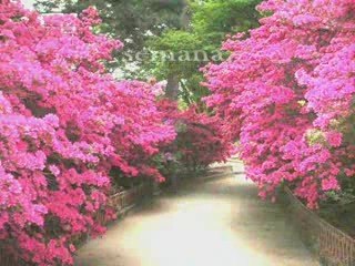 Receita para Emagrecer