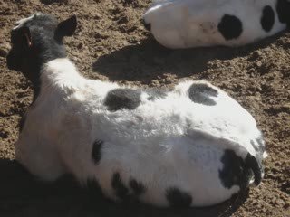 belgian blue beef in iran