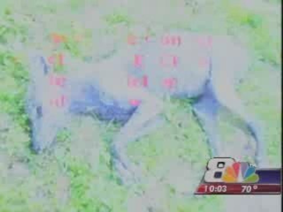 CHUPACABRA sighted in Nuevo Laredo 2009