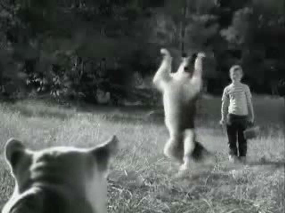 Vidéo drôle du nouveau Lassie