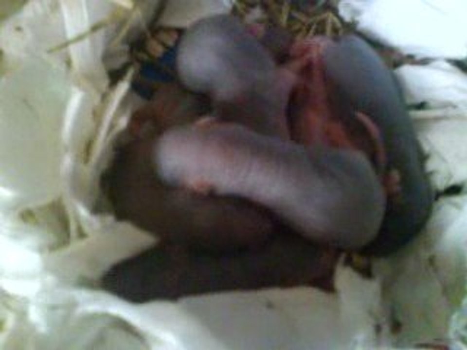 Naissances de mes ratons - Rats - Animaux