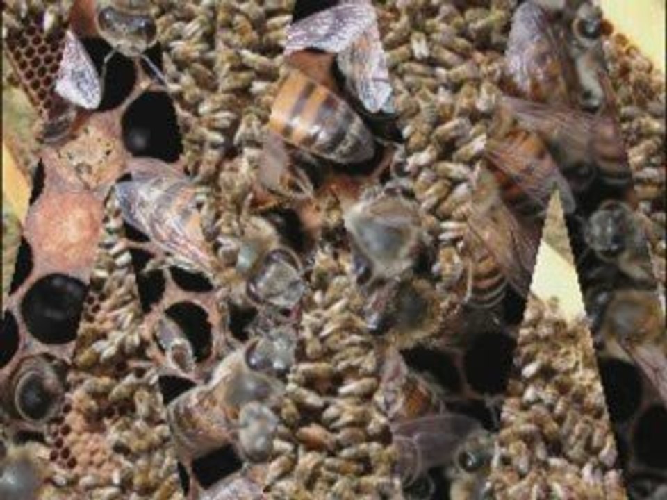 Epic simile As Bees from Paradise Lost