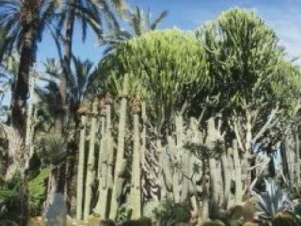 La huerta del cura à Elche