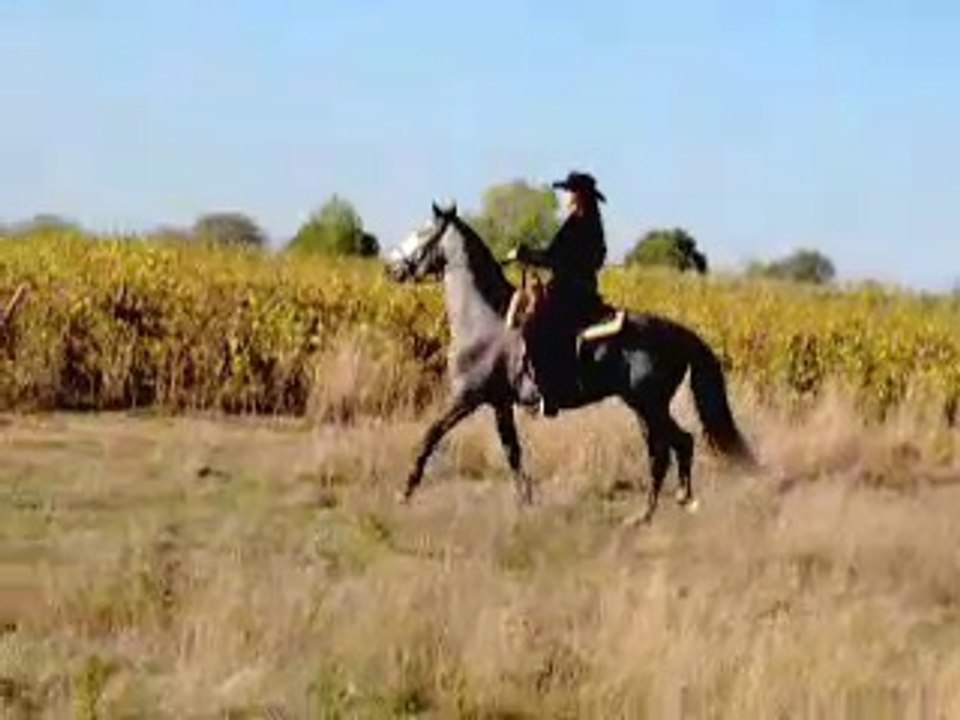 Replay coup de tête cavaliere