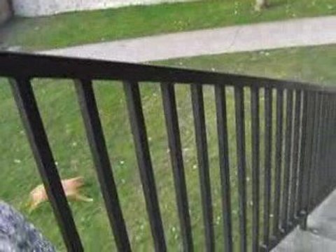 Mon chien malinois labrador au parc