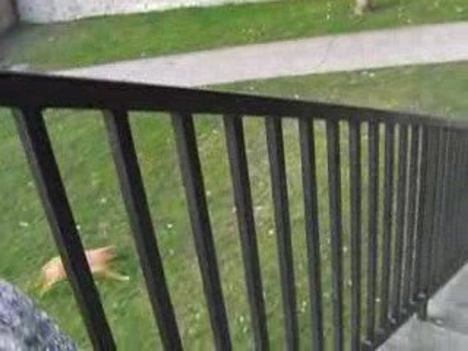 Mon chien malinois labrador au parc