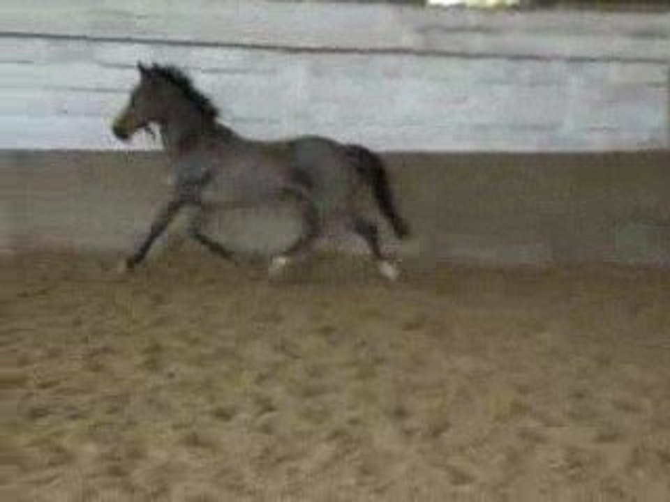 Océane en liberté ;) .