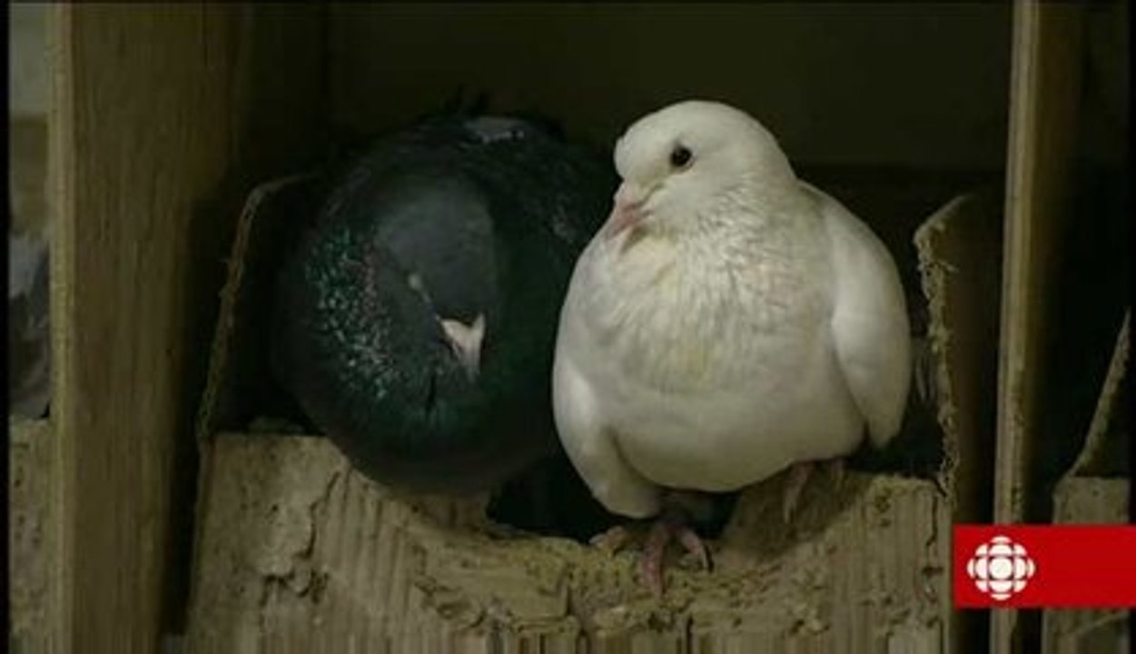 La semaine verte - Pigeons