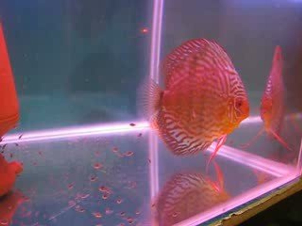 Asabi diskus ve yavruları