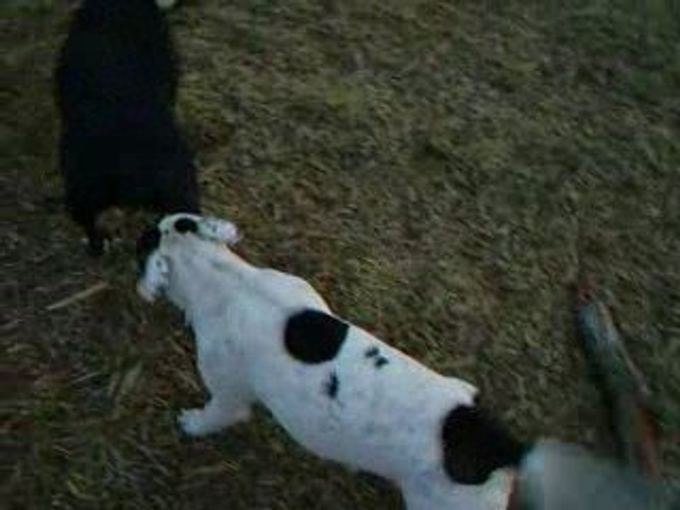 Dynamite en vacances dans sa famille (1)