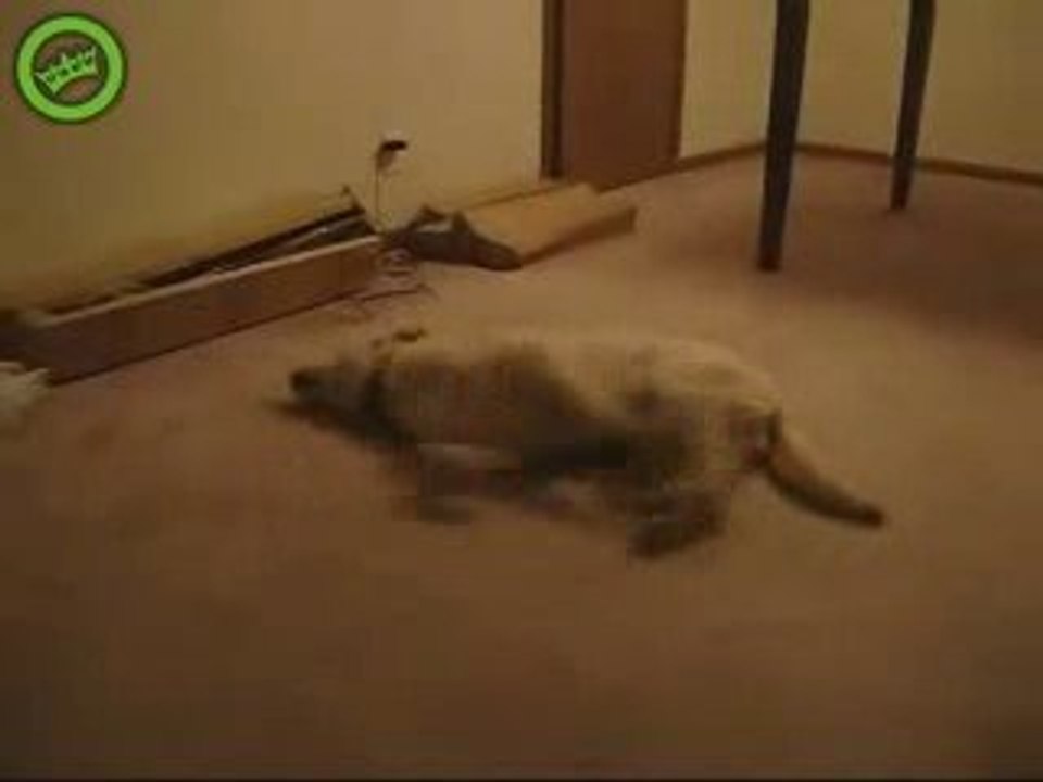 Un chien qui fait un cauchemar