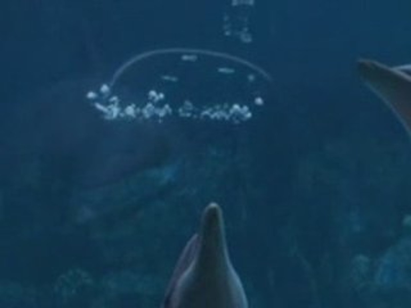 ⁣Bubble-blowing dolphins in Orlando