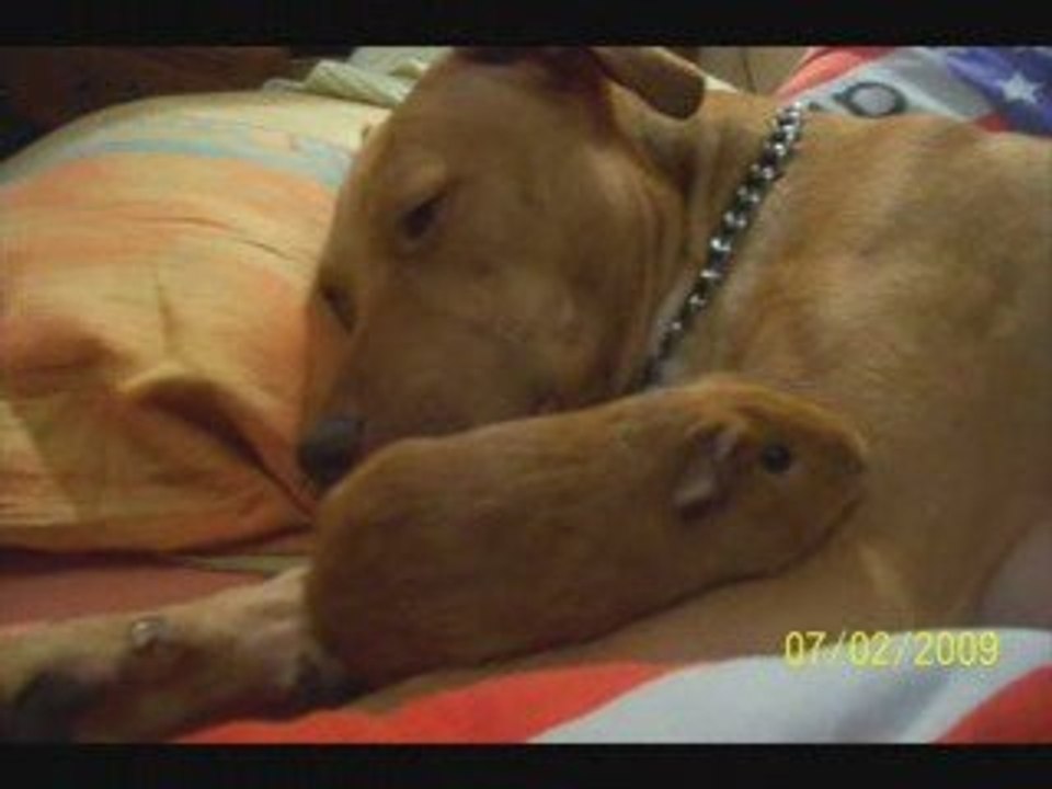 amstaff..??