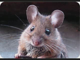 Papa est back remix - Matt Houston feat. Black Kent