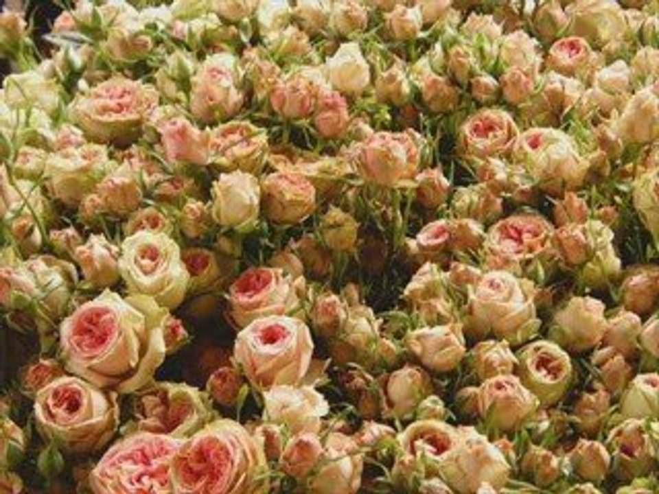 For my Wild Rose ♥