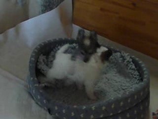 Chien Chinois à Crête