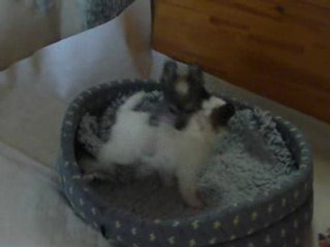 Chien Chinois à Crête