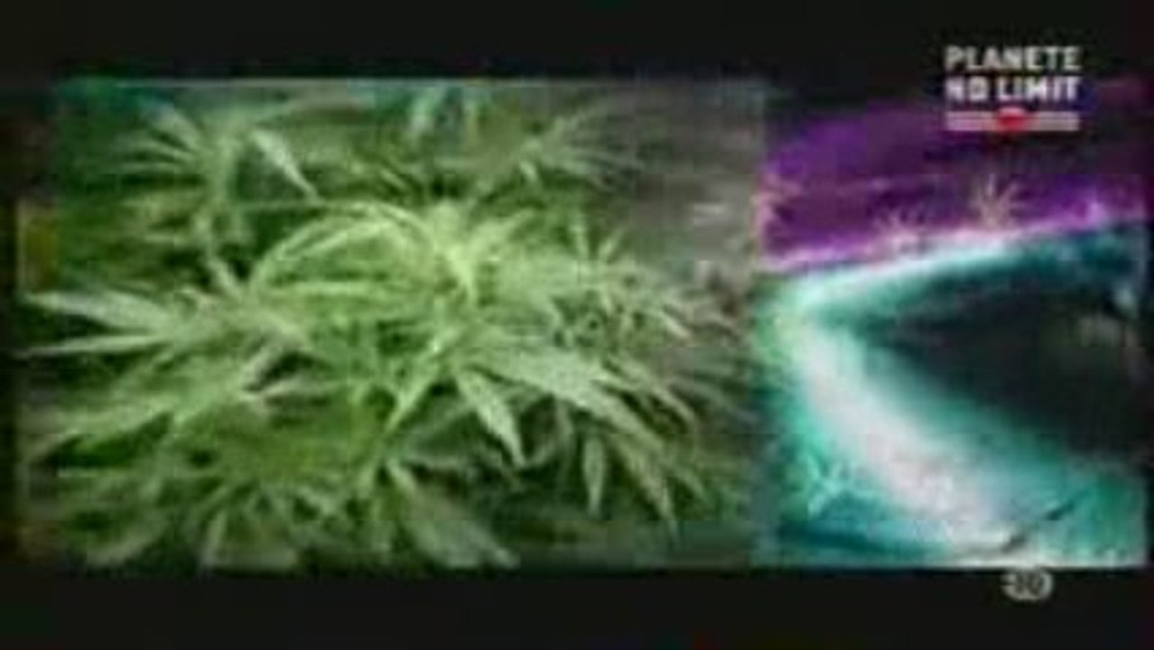 Experience cannabis a Amsterdam_2/3