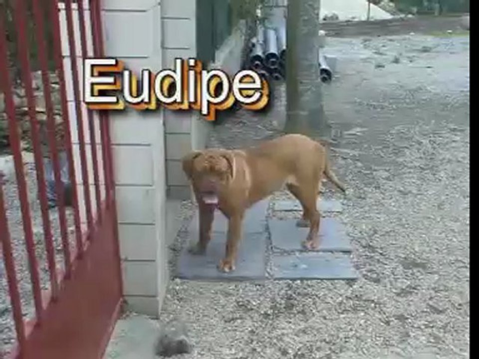 Eudipe-cassidy