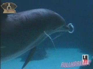 Dauphins qui jouent avec des bulles d'air [fun] 130309