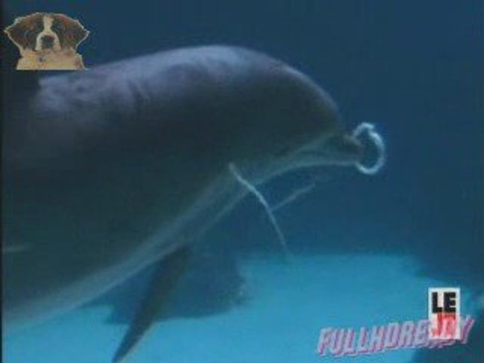 Dauphins qui jouent avec des bulles d'air [fun] 130309