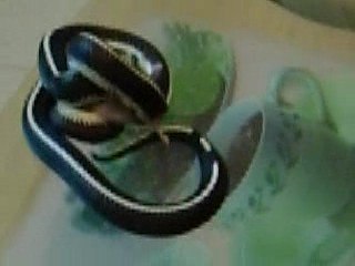 rocco notre serpent dévoreur de souris ^^