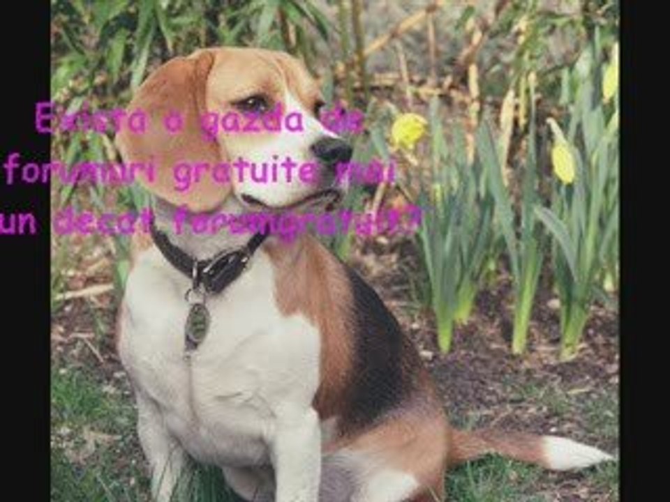 Reclama ForumGratuit