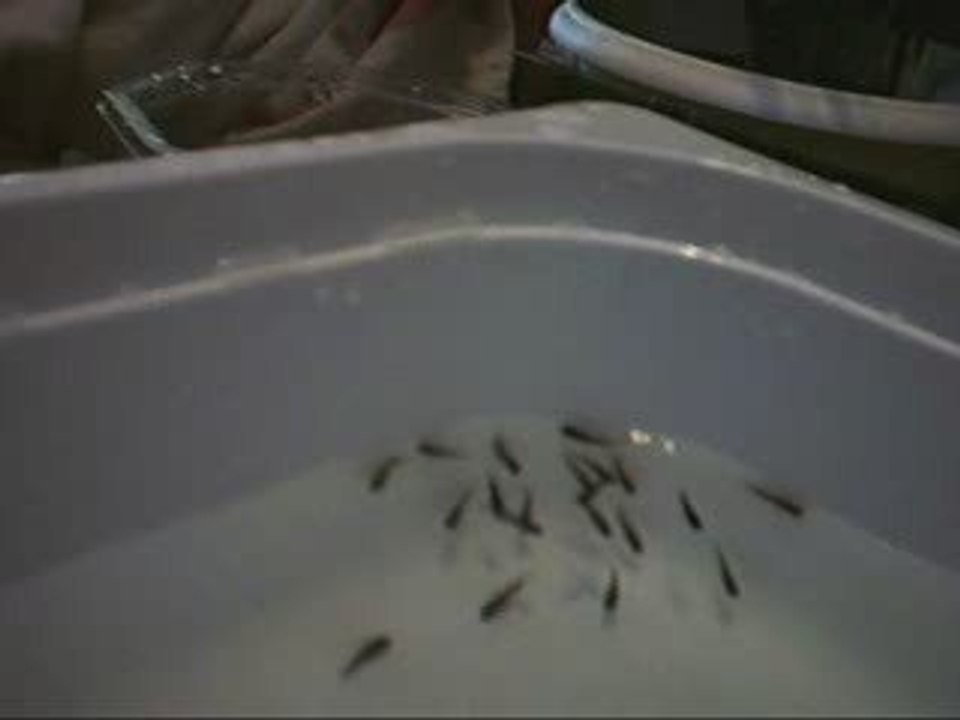 Alevins cynotilapia hara gallireya