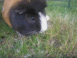 mes animaux