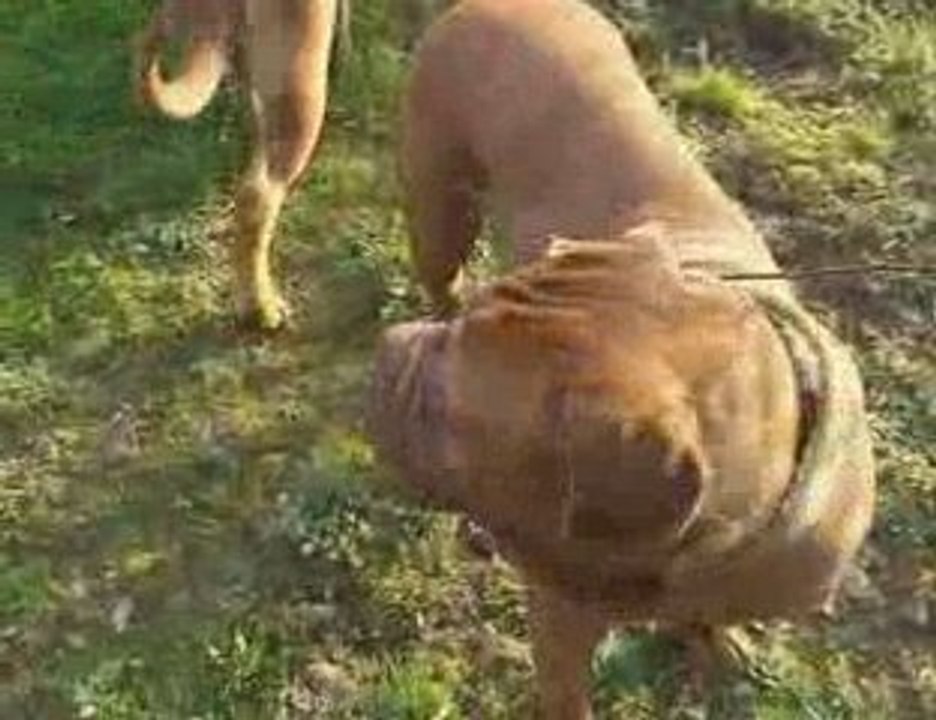 Dogue13-03-2009