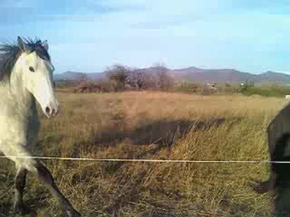 chevaux qui font les fous
