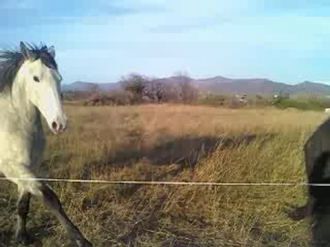 chevaux qui font les fous
