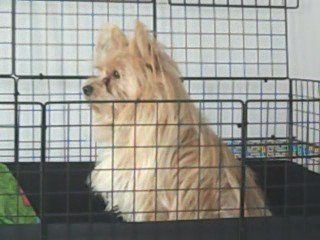 VERY STURDY C&C Guinea Pig Cage 3Level Deluxe Cage