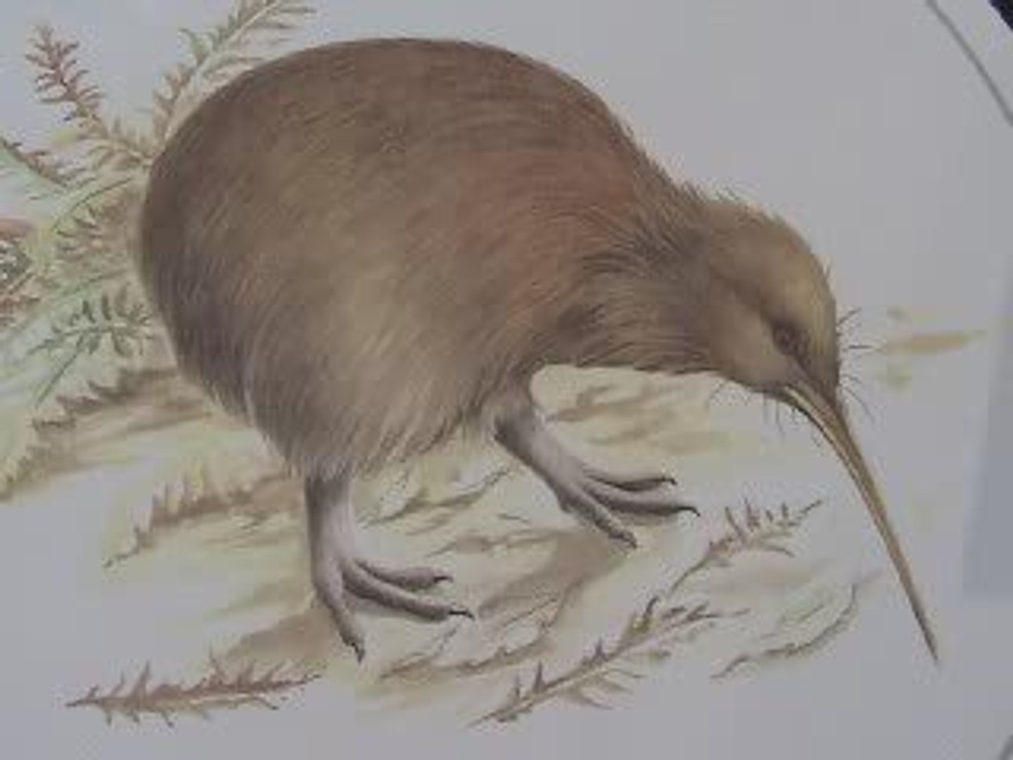 ⁣Kiwi Bird, New Zealand's National Bird