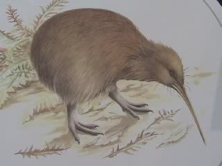 Kiwi Bird, New Zealand's National Bird