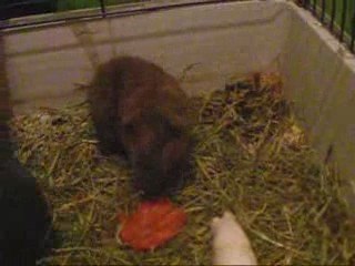 Rencontre Anth' et Anf' 4