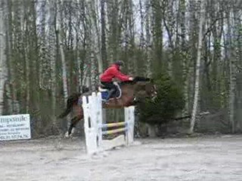 1er jeunes chevaux Roméo à verquigneul