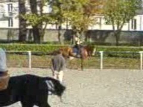 cheval dressage a vendre