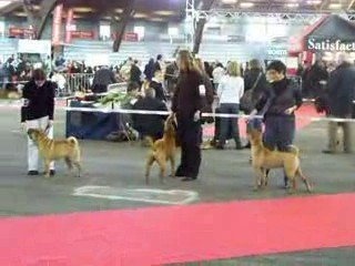 Exposition canine de  POITIERS 08/03/2009