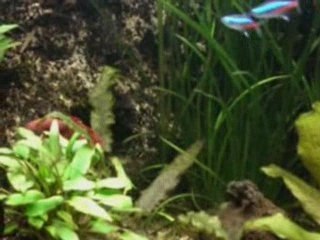 Aquarium 110l creation