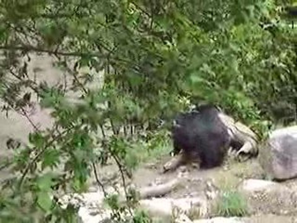 Philly Zoo Bear